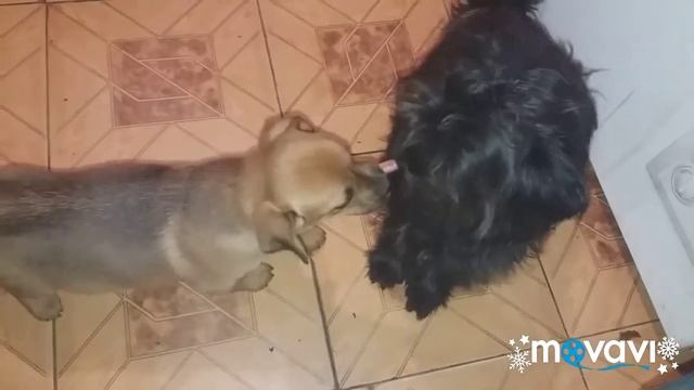 собаки дерутся за еду/ Dog Love / приколы с собаками / fanny dog смотреть онлайн