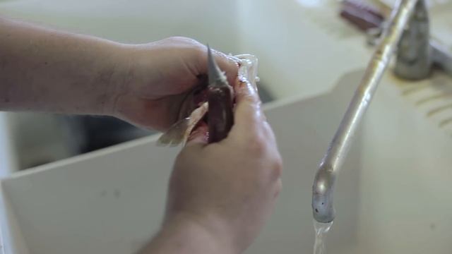 How to Gut a Trout the Right Way смотреть онлайн