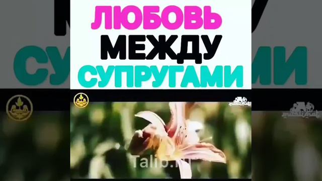 ЛЮБОВЬ МЕЖДУ СУПРУГАМИ смотреть онлайн