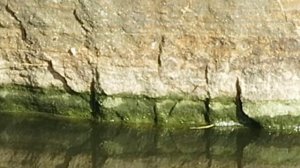 Парк «Лога» , водоём и черепахи.