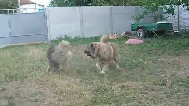 Кавказская овчарка. П-к Из столицы Украины. смотреть онлайн