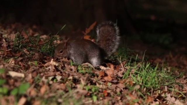 "СХВАТКА В НОЧНОМ ЗООПАРКЕ: ПИРАТ И УПРЯМАЯ КРЫСА" смотреть онлайн