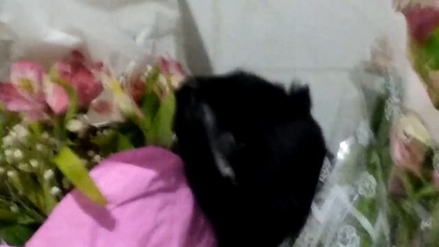Дочке подарили цветы,а кот их съел. смотреть онлайн