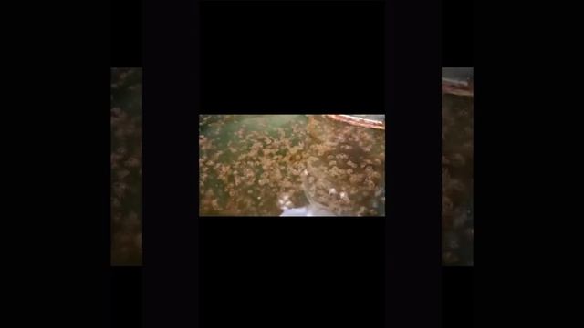 Полный цикл выращивания Камчатского краба до жизнестойкой молоди смотреть онлайн
