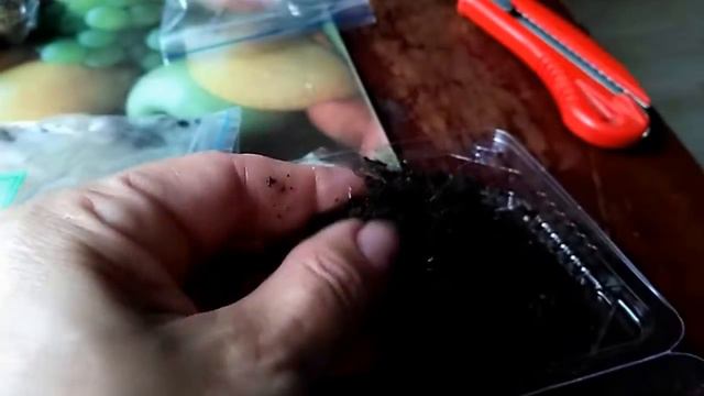 Посылка с глоксиниями смотреть онлайн