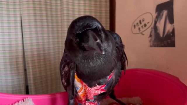 注意‼春はカラスの繁殖シーズン【襲われないコツ】2022/3/29撮影 смотреть онлайн
