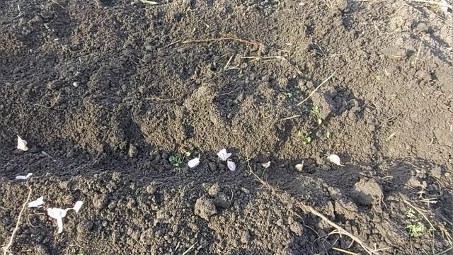 Посадка лука и чеснока под зиму на Кубани мой метод