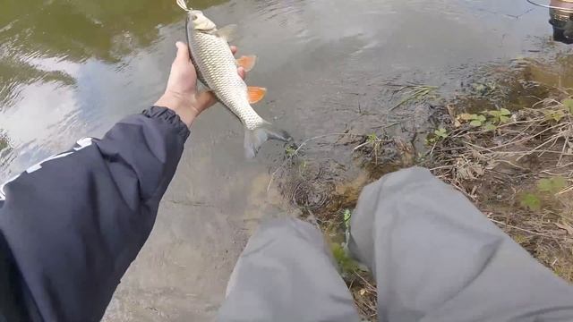 Это НУЖНО ВИДЕТЬ! МЕЛКОВОДЬЕ Реки ЗАПОЛНЕНО РЫБОЙ! (Рыбалка на Голавля) смотреть онлайн