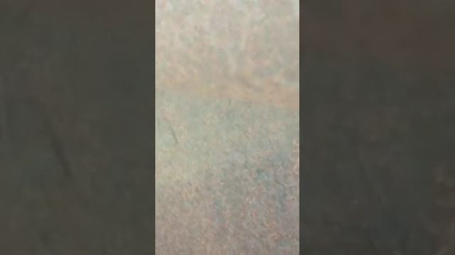 Забавные животные. Камчатка. с. Кострома. Лисенок пришёл к брату покушать. смотреть онлайн