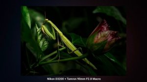 Макрокольца или макрообъектив. В чём разница? Смотри перед покупкой.