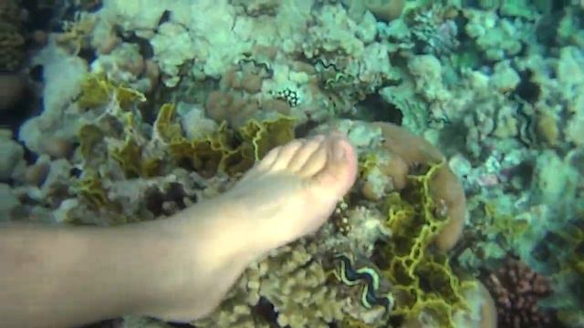 Красное море 3. Красиво под водой смотреть онлайн