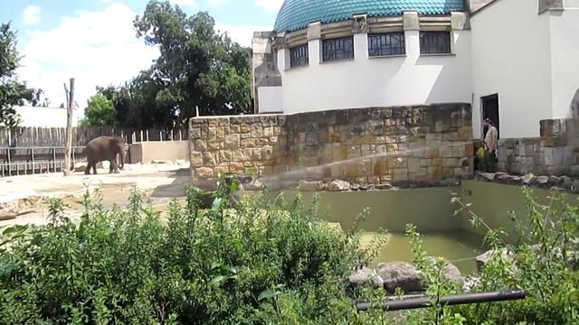 Мама слон и слоненок принимают душ (зоопарк Будапешт) смотреть онлайн