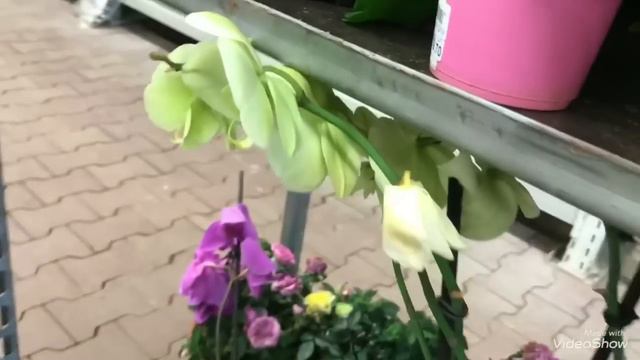 Уцененные Орхидеи и другие цветы в ОБИ. смотреть онлайн