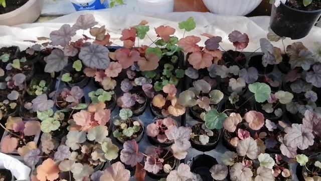 Гейхера из семян!!! смотреть онлайн