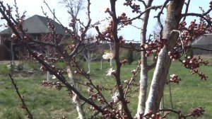 Обработка от болезней абрикос, персиков, слив и прочих плодовых деревьев по розовому бутону.