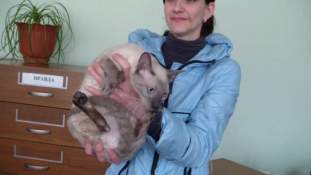 Рексовая группа пород кошек системы PCA смотреть онлайн