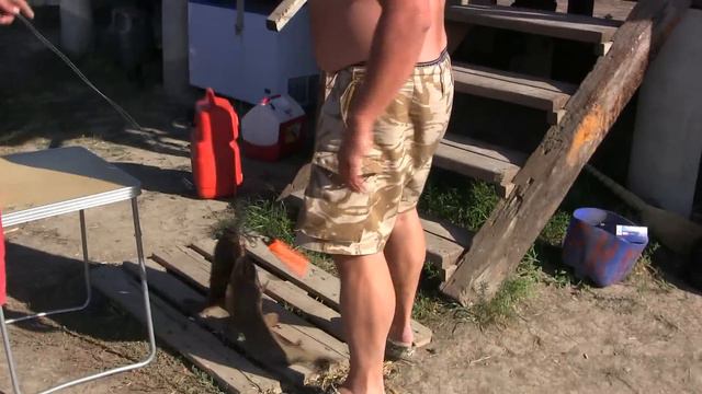 Сазан есть, он не может не есть! Рыбалка и отдых на базе Ахтуба клуб смотреть онлайн