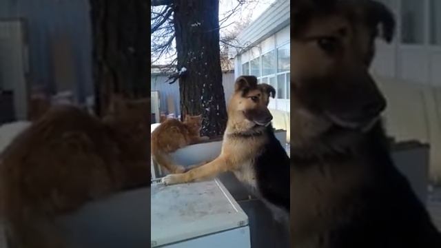 Дружба Кошки и собаки