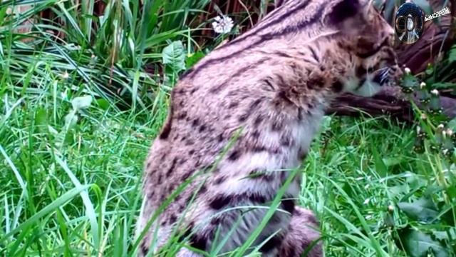 Бенгальская (карликовая) кошка - Prionailurus Bengalensis. #интересно