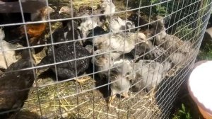 Профилактика от глистов у цыплят