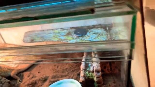 Рыжуля и Рубик бородатые агама??