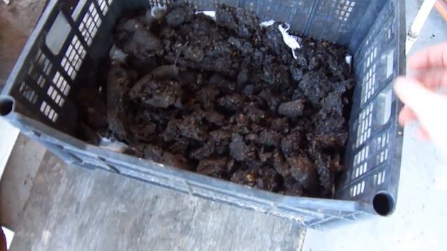 Мерва. Сушка. Цена.