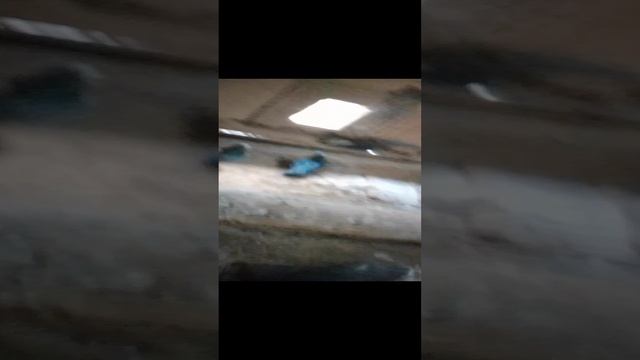 на чердаке голубятня смотреть онлайн