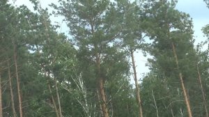 сильный ветер хочет ломать деревья.strong wind, high wind, strong breeze, heavy wind, great wind