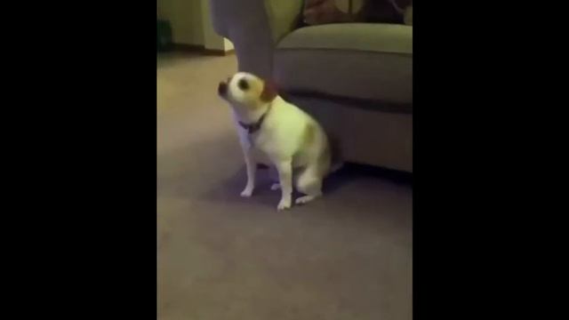 Все мои волки делают АУФ С собаками Правильная версия смотреть онлайн