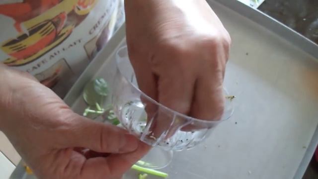 114 .Yaprakları Hangi Yöntemler Daha Çabuk Filizlendirir?Which Methods Sprout Leaves More Quickly? смотреть онлайн