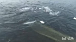 Охота и Рыбалка Крайнем Севера Якутии,Усть-Янский р-н,р.Яна Самый вкусный, дорогая рыба, вмире Чир