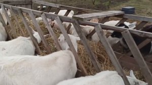 ❤️ Наши козы. Кормим зерном. До окота меньше месяца.