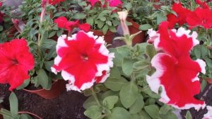 МОИ НОВЫЕ ЦВЕТУЩИЕ ПЕТУНИИ КАПРИ,ДОННА И ДОЛЬЧЕ.