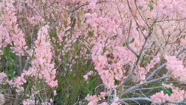 Тамарикс  (Tamarix) Описание, Особенности. Декоративные, полезные растения.