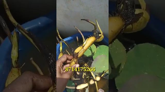 #sale സുന്ദരി താമരയുടെ ട്യൂബർ റെഡി ആണേ #gardening смотреть онлайн