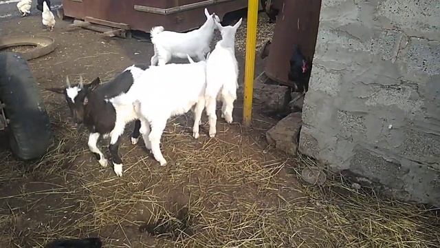 Почему у козлят болят ноги.Мои предположения. смотреть онлайн
