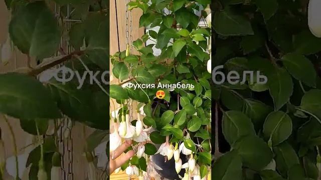 фуксия Аннабель #гавриш #рассада #семенаалтая #сибирскийсад #дачные #фуксия #фуксимания смотреть онлайн