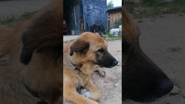 ОДЫХАИЕТ ПЁС И ТАКСА ТУЗИК смотреть онлайн