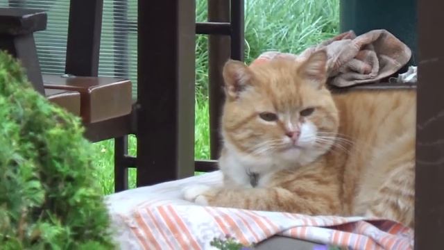 ВЛОГ Дача Дождались музу,да не ту, но дизайн попер? Без котов никуда? Качели,первый признак осени смотреть онлайн