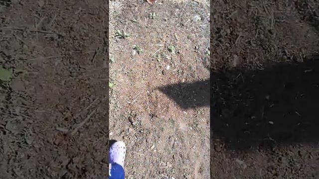 Самир учит искать червей))) смотреть онлайн