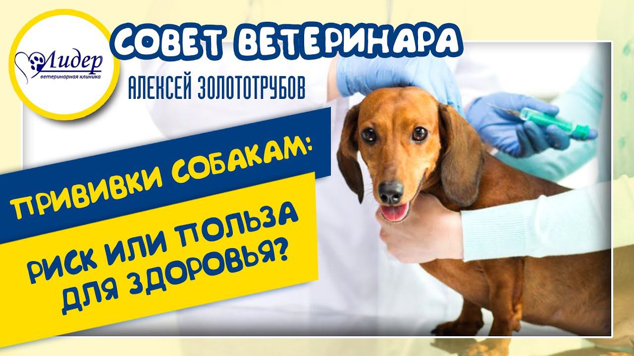 Прививки собакам: риск или польза для здоровья? (Совет ветеринара. Алексей Золототрубов)