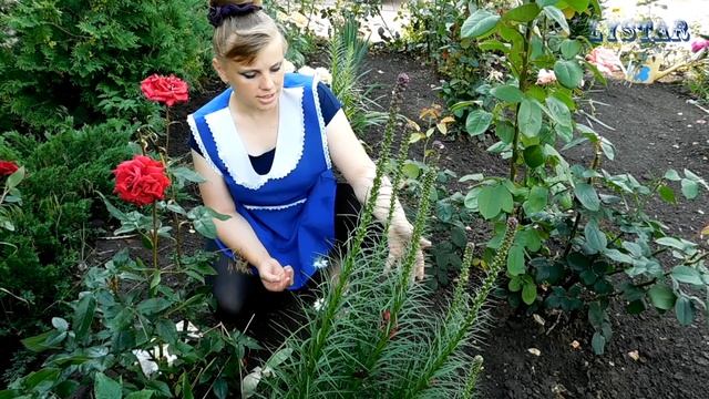 ЛИАТРИС посадка выращивание уход вредители болезни подкормка размножение лиатриса
