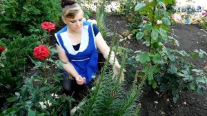 ЛИАТРИС посадка выращивание уход вредители болезни подкормка размножение лиатриса