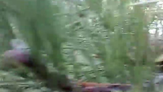 Как (не) надо встречать Новый Год!!! смотреть онлайн