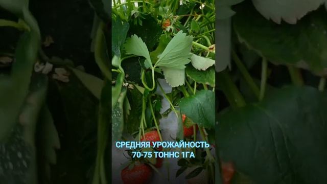 Урожайность с 1 га смотреть онлайн