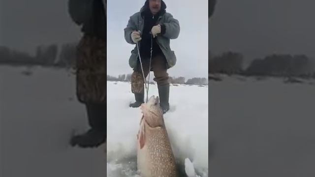 Хорошая была #рыбалка он шоке 😱😊👍 смотреть онлайн