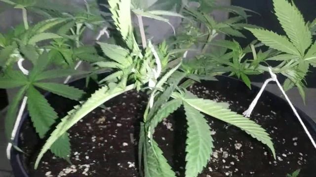 Berry White Day 42 of Veg. White Widow x Blueberry смотреть онлайн