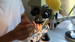 1500+ маток ИО #карника за сезон: #пасека Евгения Корнева (BY)