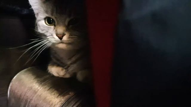 МОИ КОТИКИ И КАК ОНИ КО МНЕ ПОПАЛИ смотреть онлайн