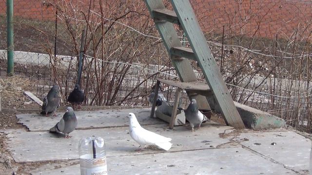 Выпускаем новых голубей. смотреть онлайн